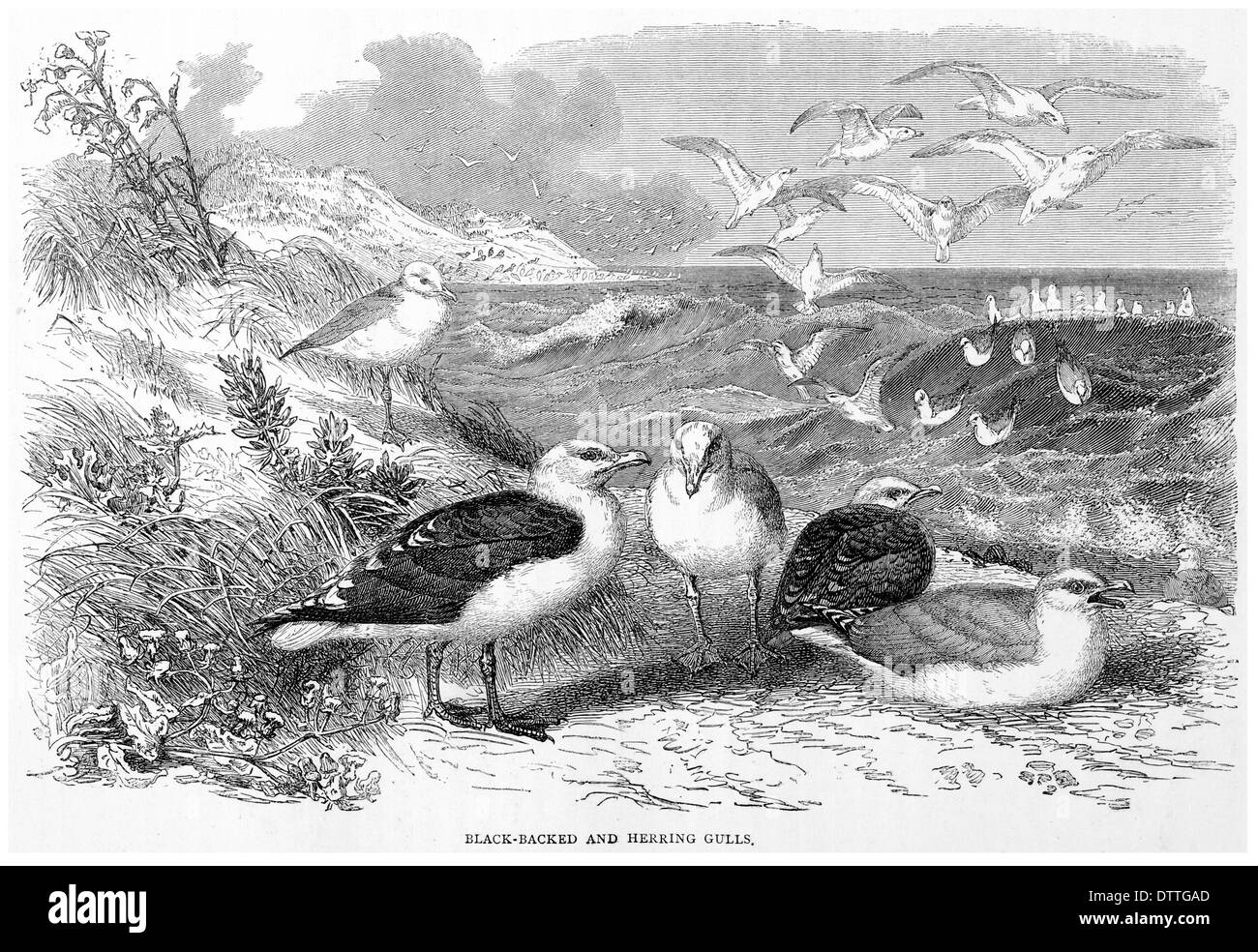 Papier soutenu Banque de photographies et d’images à haute résolution