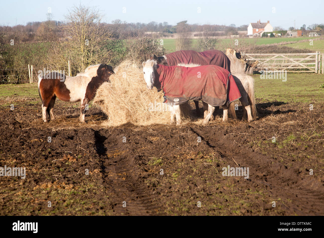 Un groupe de différents chevaux foin manger dehors en hiver, Sutton, Suffolk, Angleterre Banque D'Images