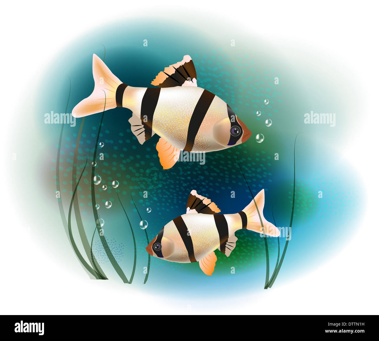 Couple de poissons dans la mer Banque D'Images