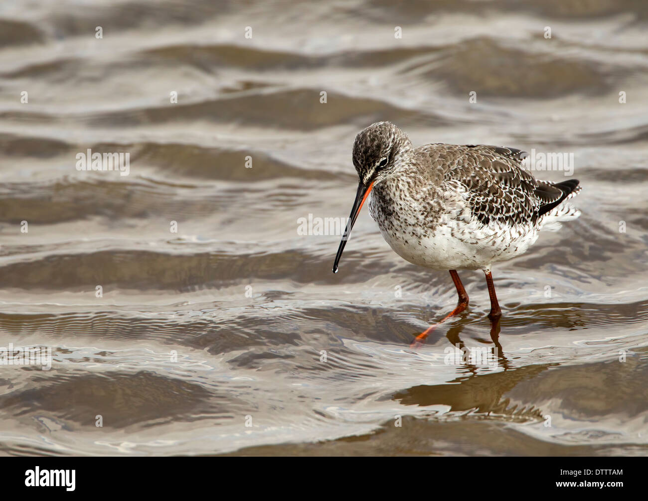 Spotted Redshank dans les shelws à la recherche de nourriture, Norfolk Angleterre Royaume-Uni Banque D'Images