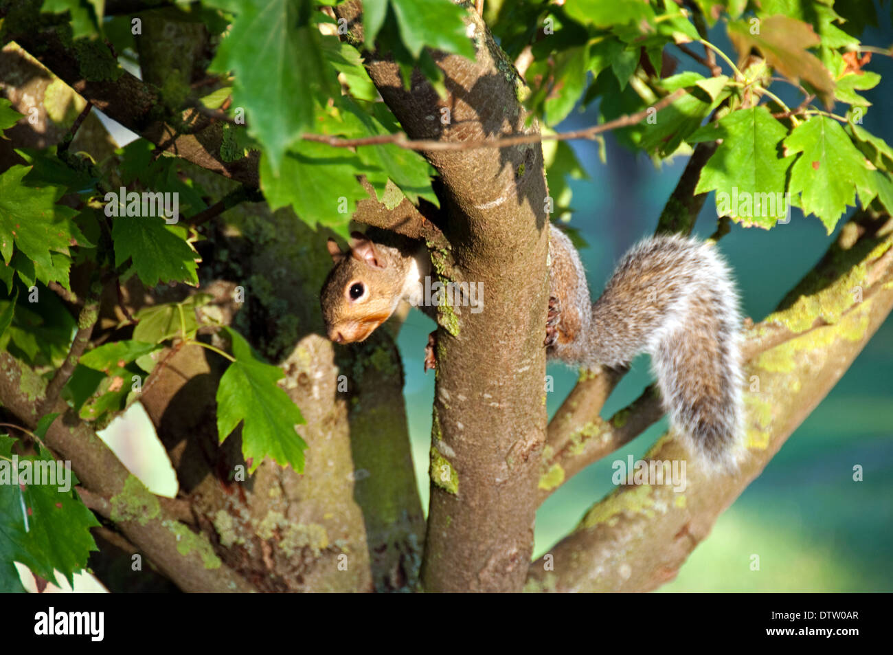 Dans les branches de l'arbre de l'écureuil Banque D'Images