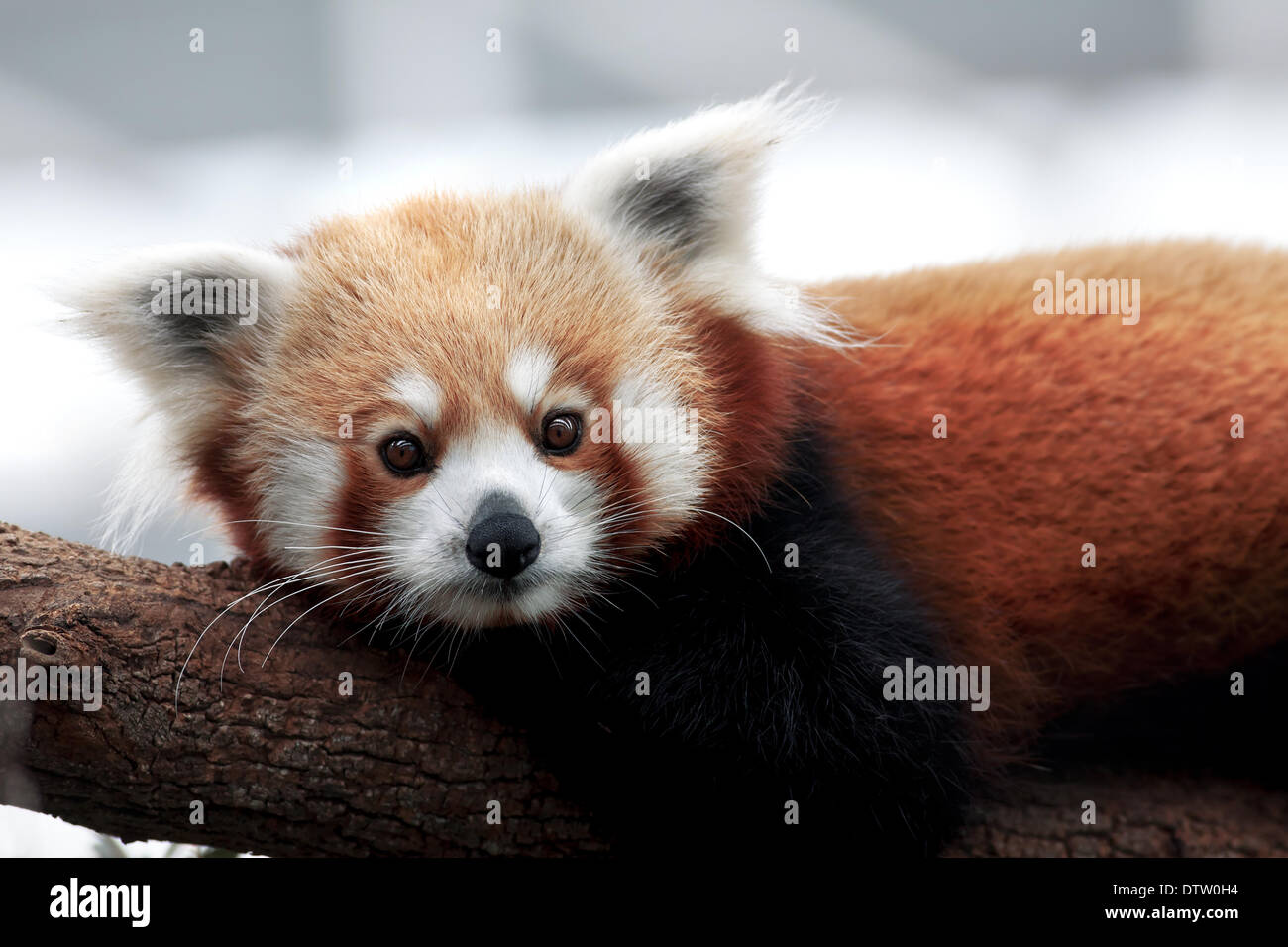 Le panda rouge Banque D'Images