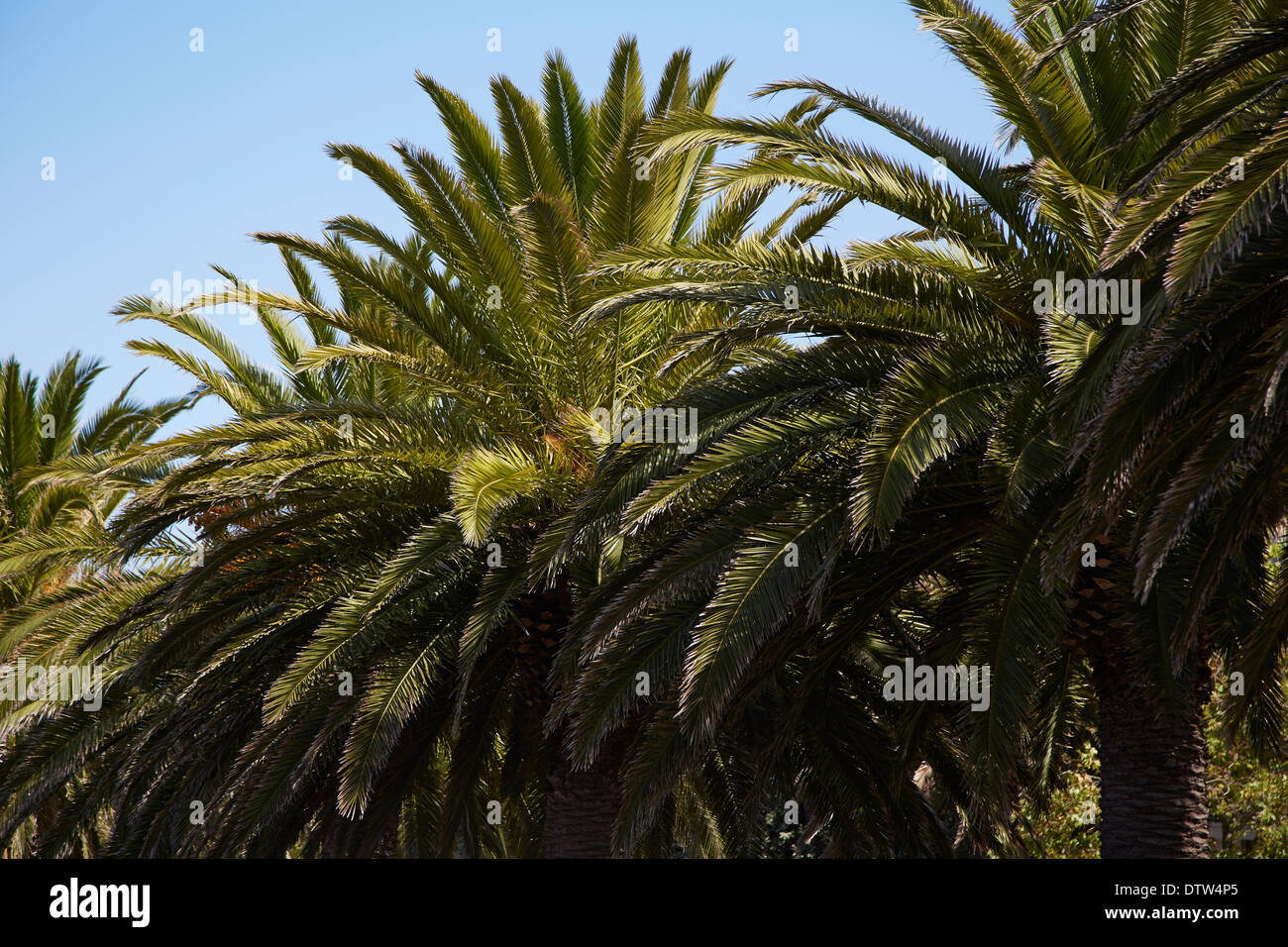 Close up détails de feuilles de palmier avec ciel bleu dans la distance Banque D'Images