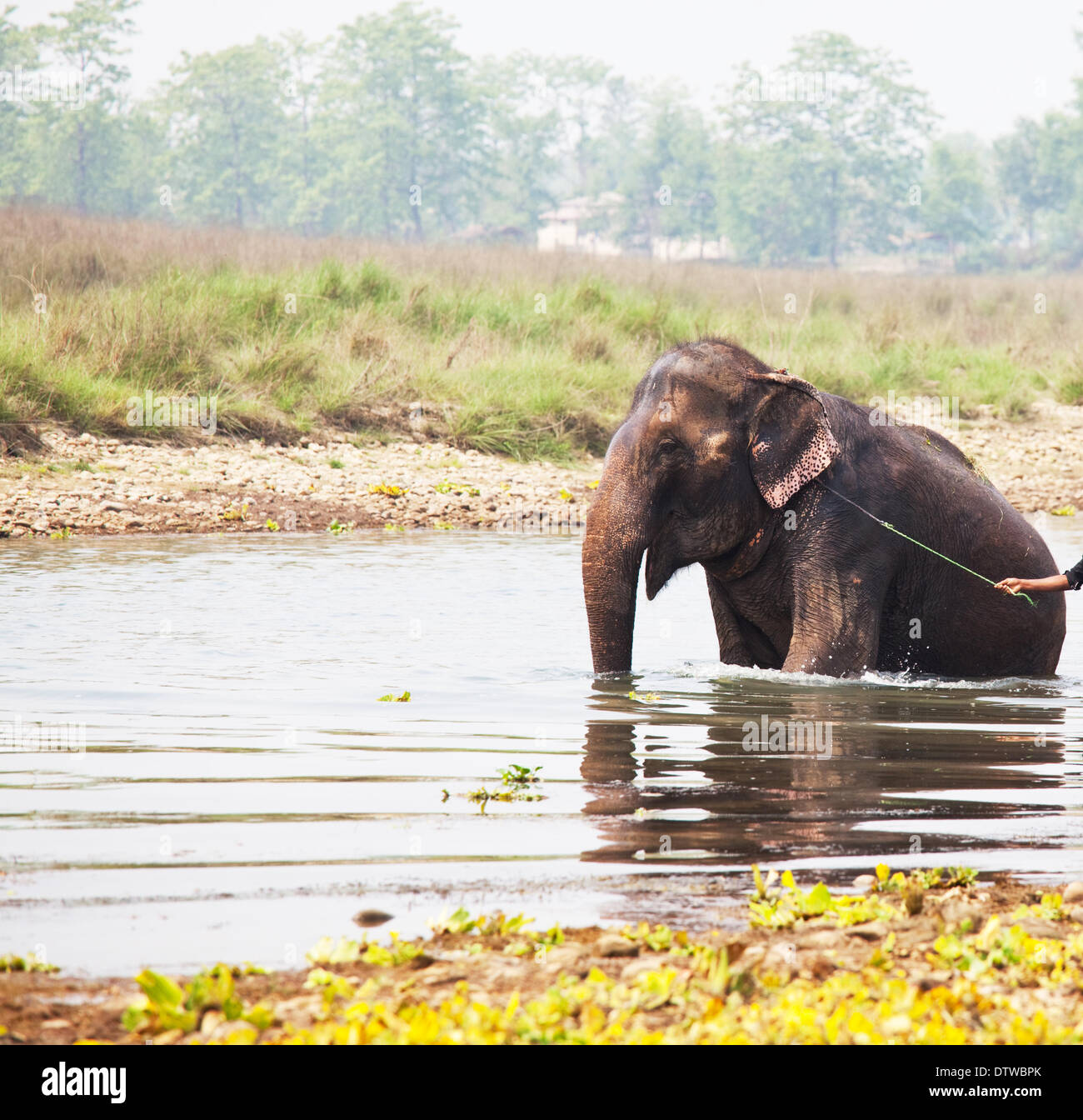 L'éléphant de natation Banque D'Images