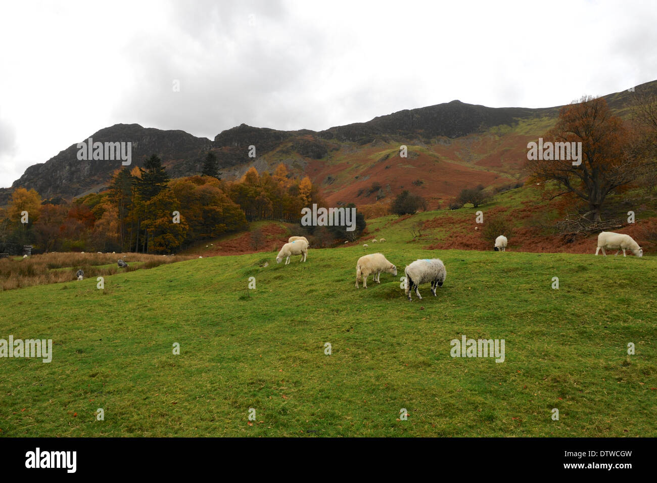 Moutons Herdwick dans un champ avec les collines de Moor de jeune fille dans l'arrière-plan, dans le Borrowdale, Lake District National Park Banque D'Images