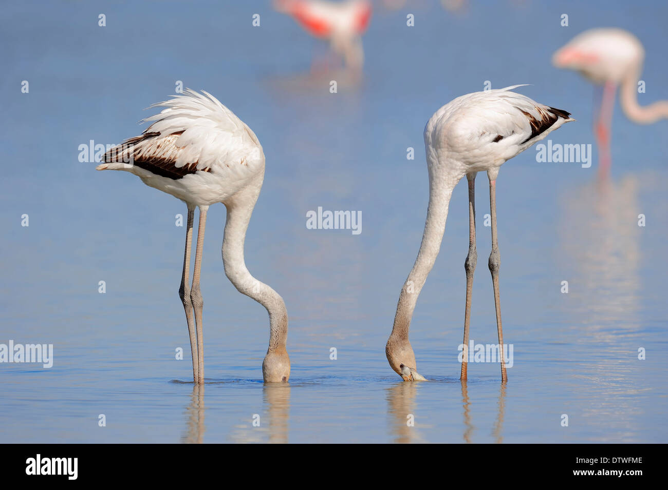 Flamant rose Banque D'Images