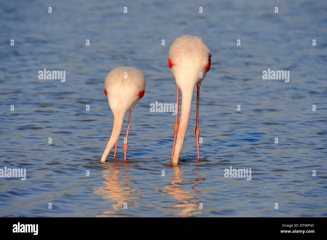 Flamant rose Banque D'Images