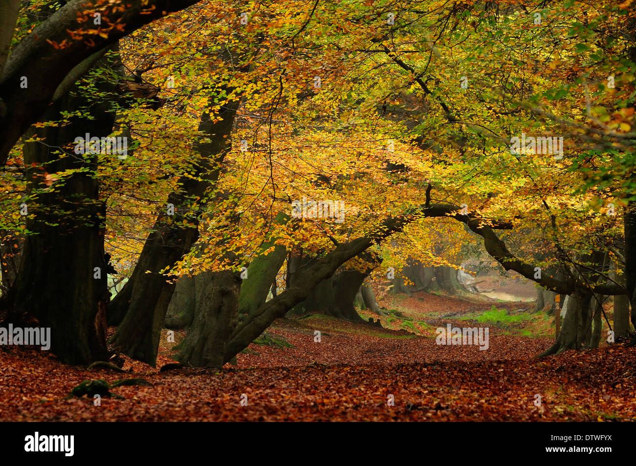 Vue d'Ashridge marche forêt en automne UK Banque D'Images