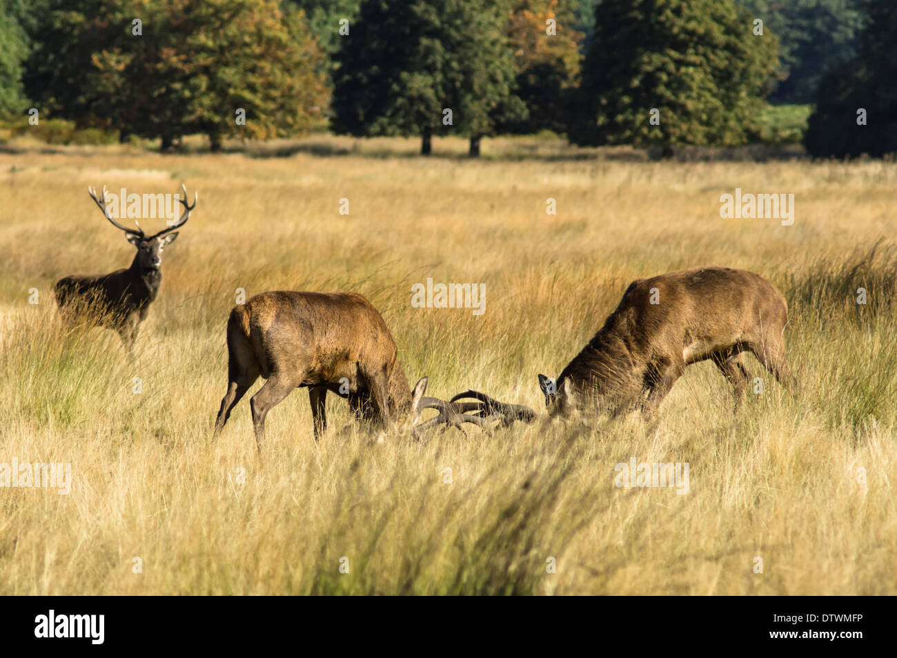 Les cerfs rouges s'accrochant aux bois pendant la saison de routing Banque D'Images