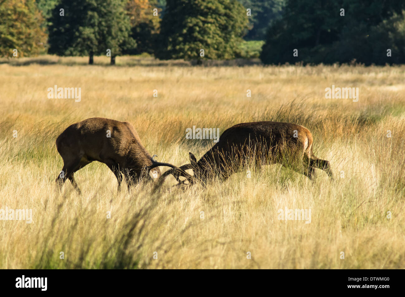 Les cerfs rouges s'accrochant aux bois pendant la saison de routing Banque D'Images