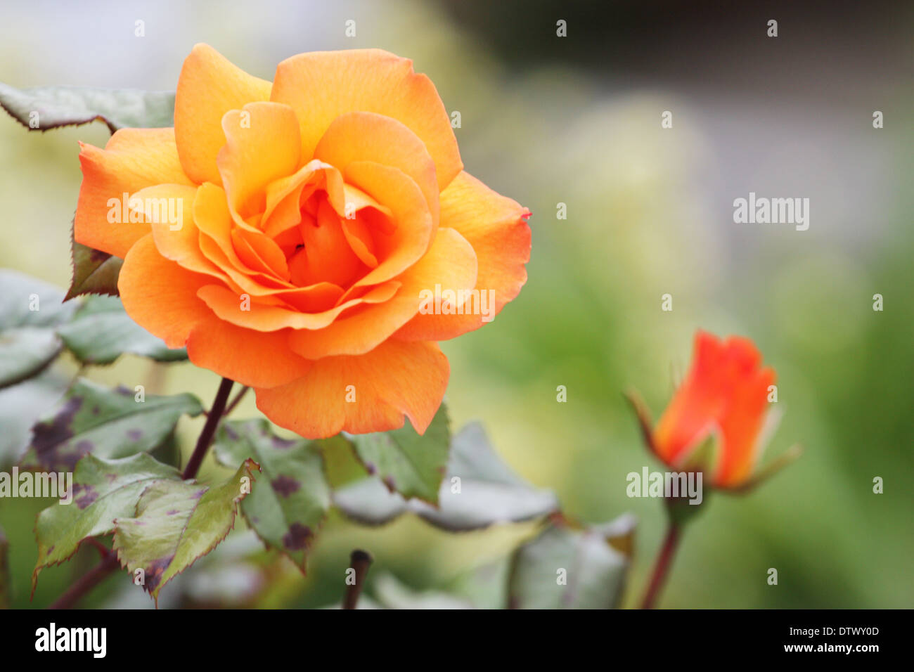 Rose Orange fleur avec bud Banque D'Images