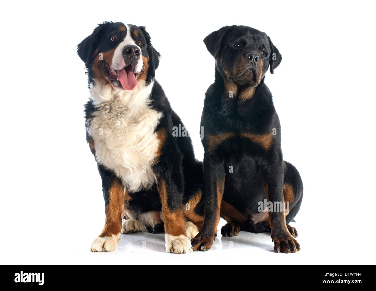 Portrait Dun Chien De Race Bouvier Bernois Et De Rottweiler
