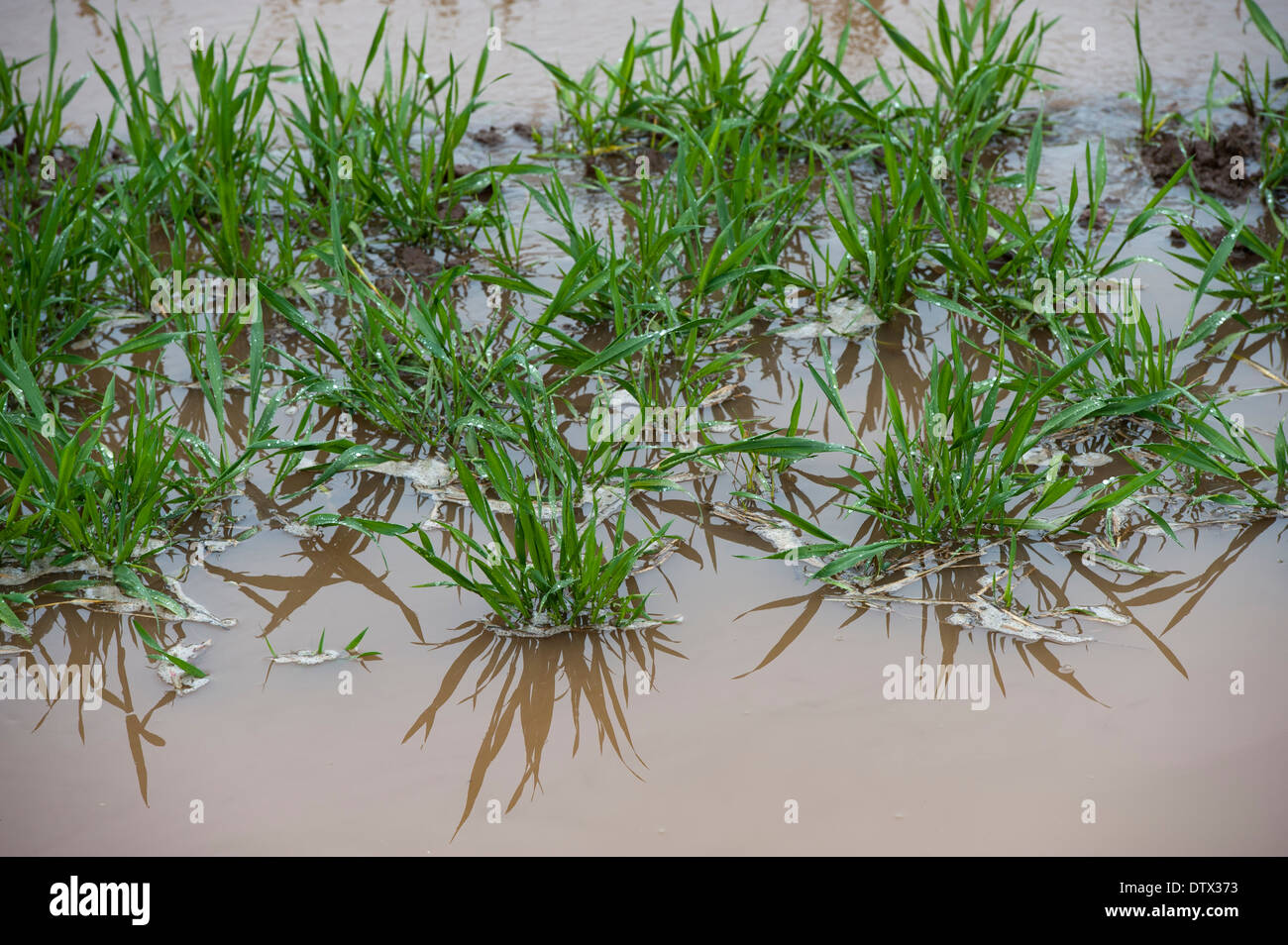 Après les inondations de printemps des prairies inondées. La région de Cumbria. Banque D'Images