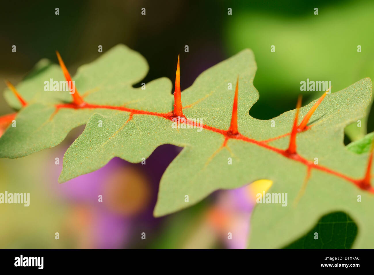 Tomate Porc-épic Banque D'Images