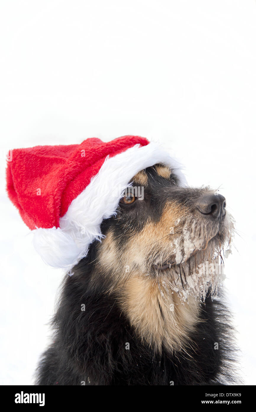 Chien de Noël Banque D'Images