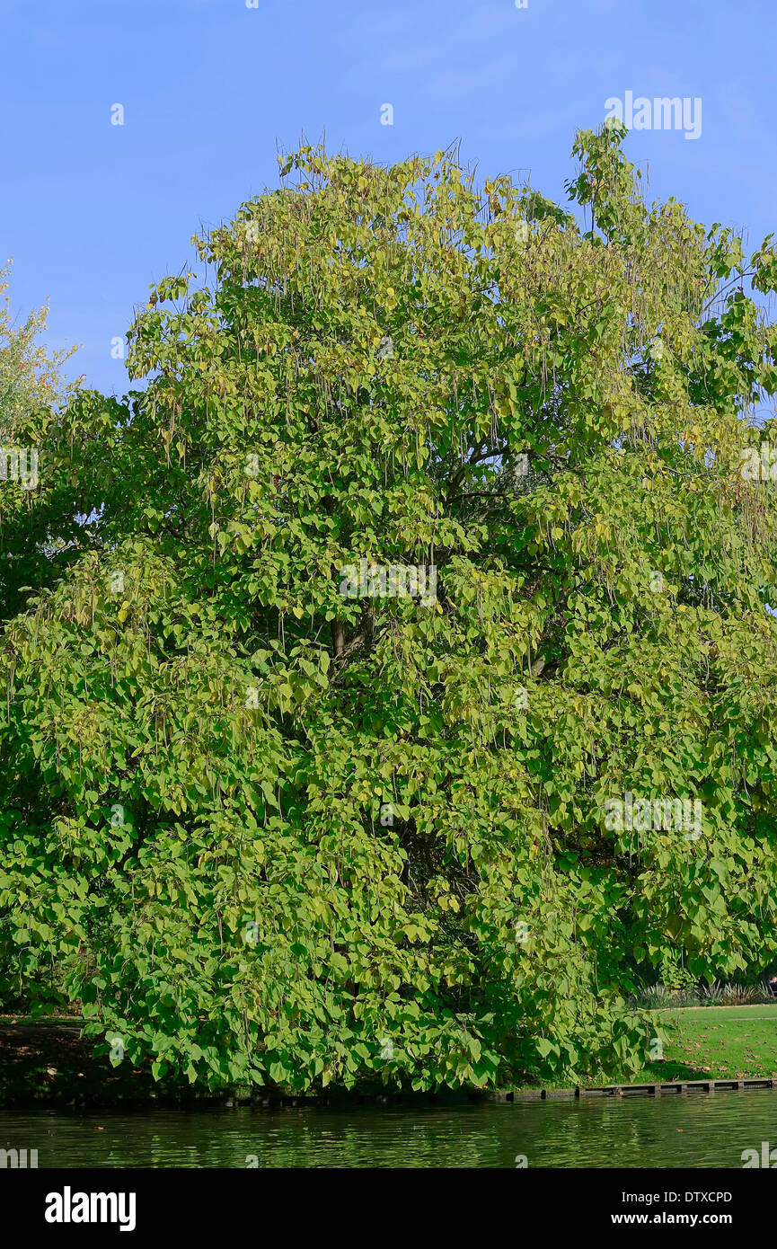 Arbre généalogique de haricots indiens Banque D'Images