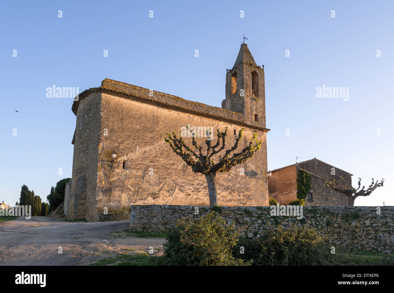 Ancienne église, une nouvelle croissance. Un arbre élagué beaucoup de nouvelles pousses de feuilles de printemps sur le côté d'une ancienne église rurale en Catalogne. Banque D'Images