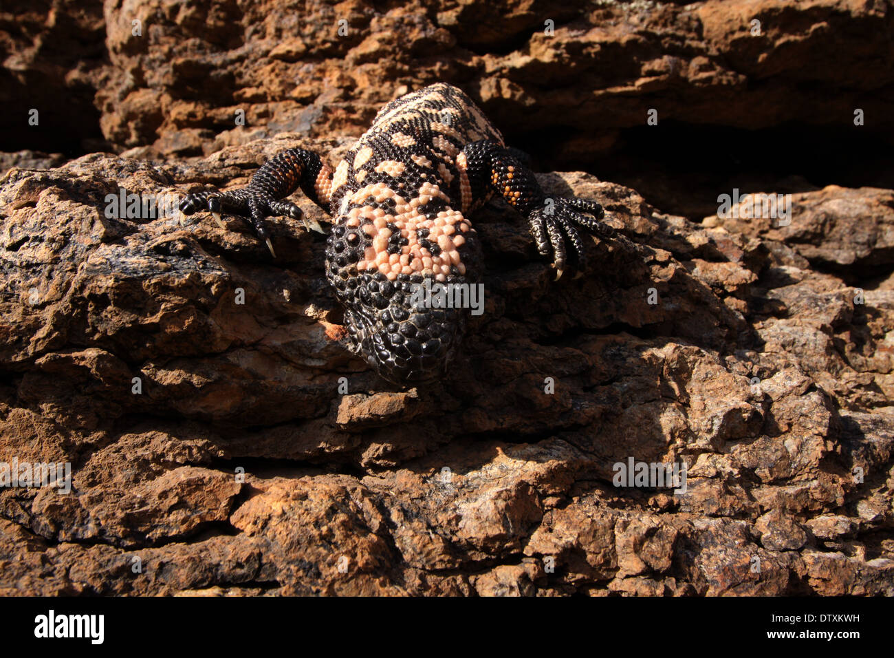 Gila monster désert de Sonora en Arizona Banque D'Images