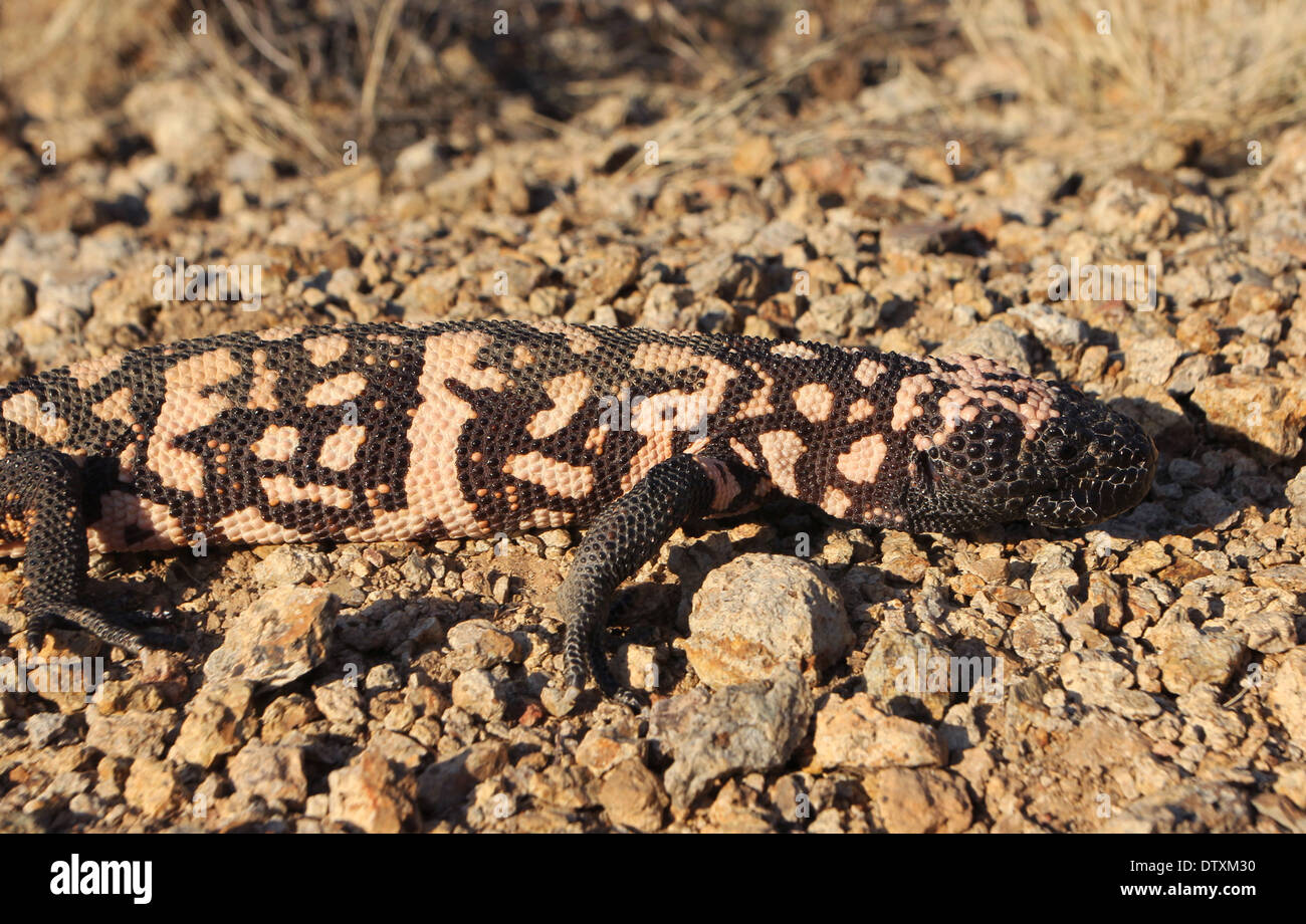 Monstre de Gila camouflés en désert de Sonora en Arizona Banque D'Images