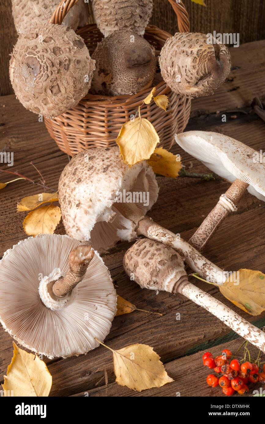 Coulemelle (Macrolepiota procera) Banque D'Images