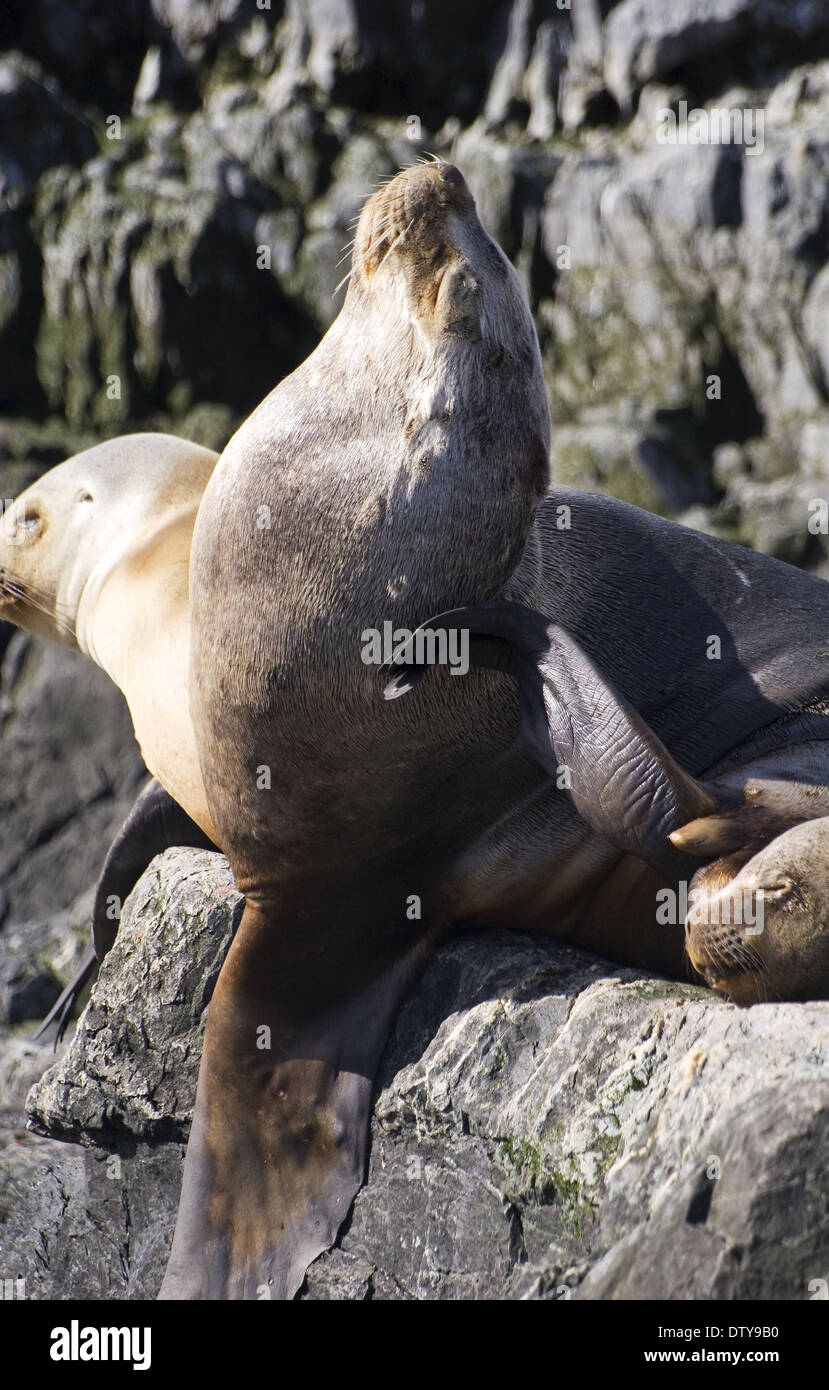 Loup de mer, Ushuaia, Tierra del Fuego Argentine, de l'île Banque D'Images