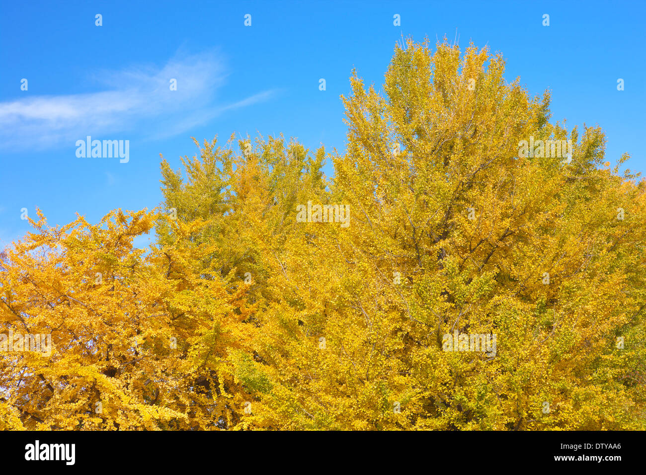 Feuilles de Ginkgo Banque D'Images