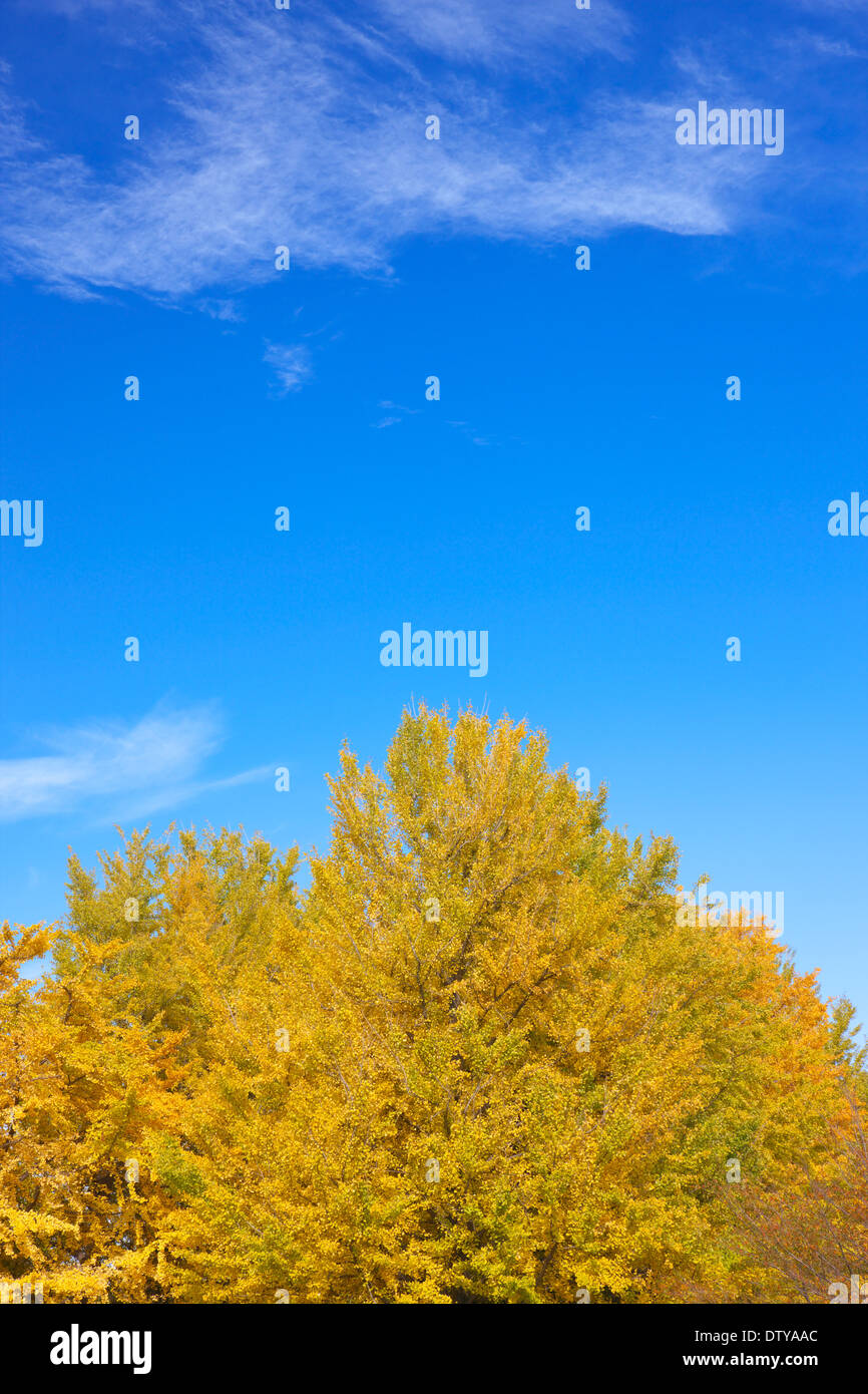 Feuilles de Ginkgo Banque D'Images