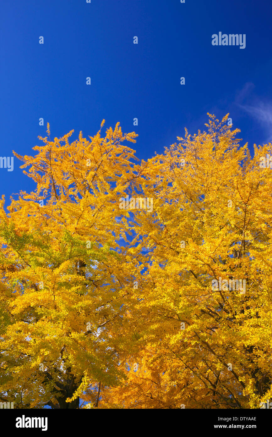 Feuilles de Ginkgo Banque D'Images