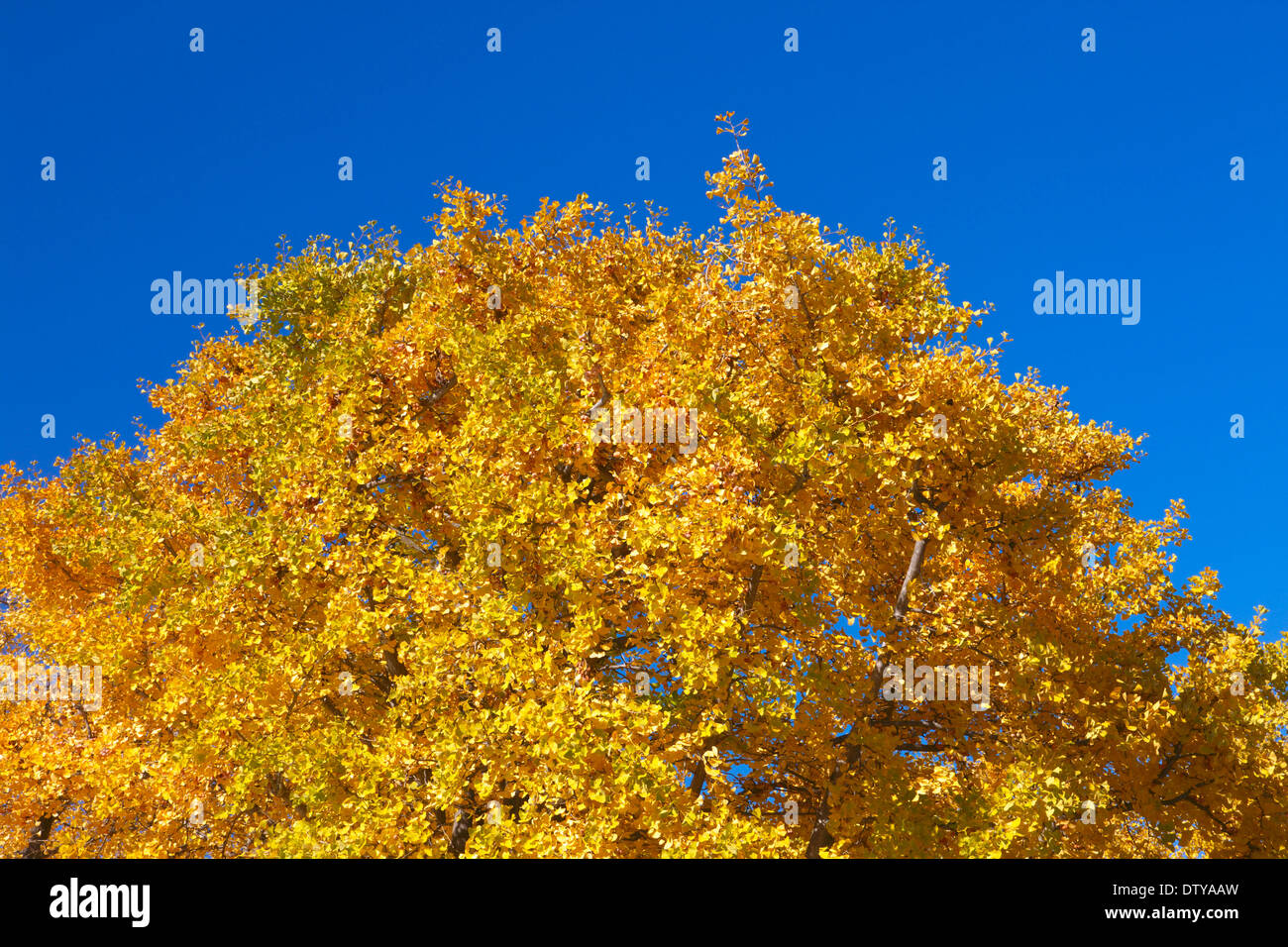 Feuilles de Ginkgo Banque D'Images
