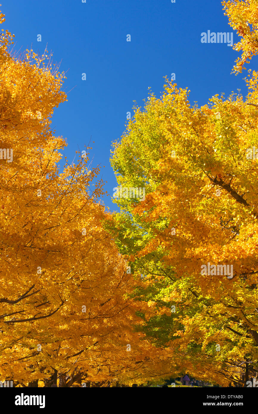 Feuilles de Ginkgo Banque D'Images