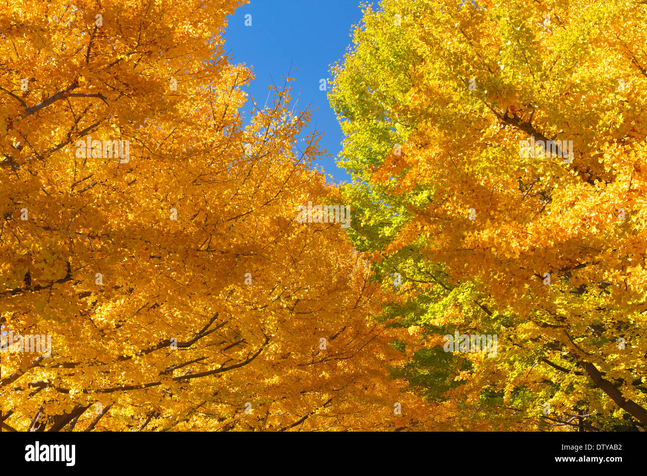 Feuilles de Ginkgo Banque D'Images