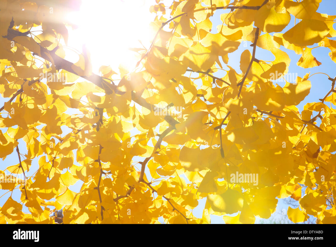 Feuilles de Ginkgo Banque D'Images