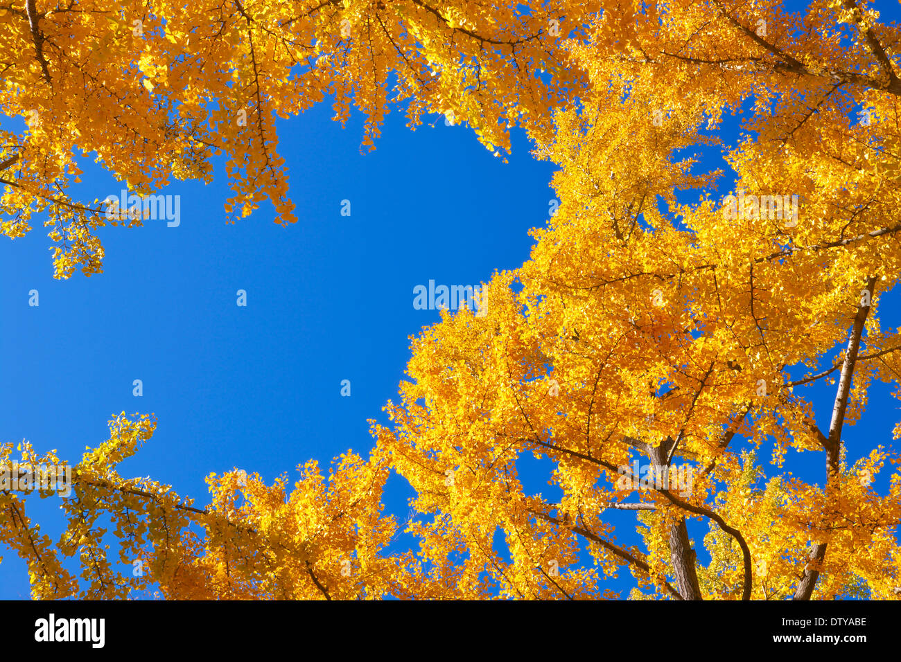 Feuilles de Ginkgo Banque D'Images