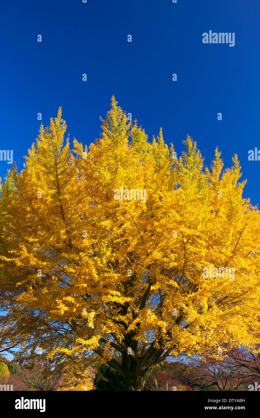 Feuilles de Ginkgo Banque D'Images