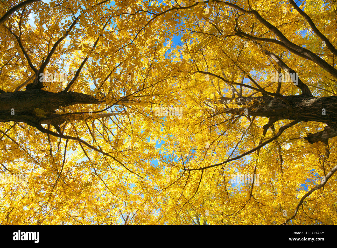 Feuilles de Ginkgo Banque D'Images