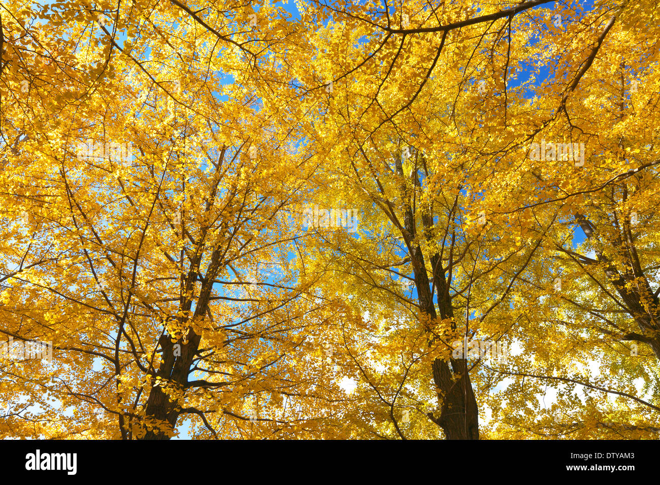 Feuilles de Ginkgo Banque D'Images