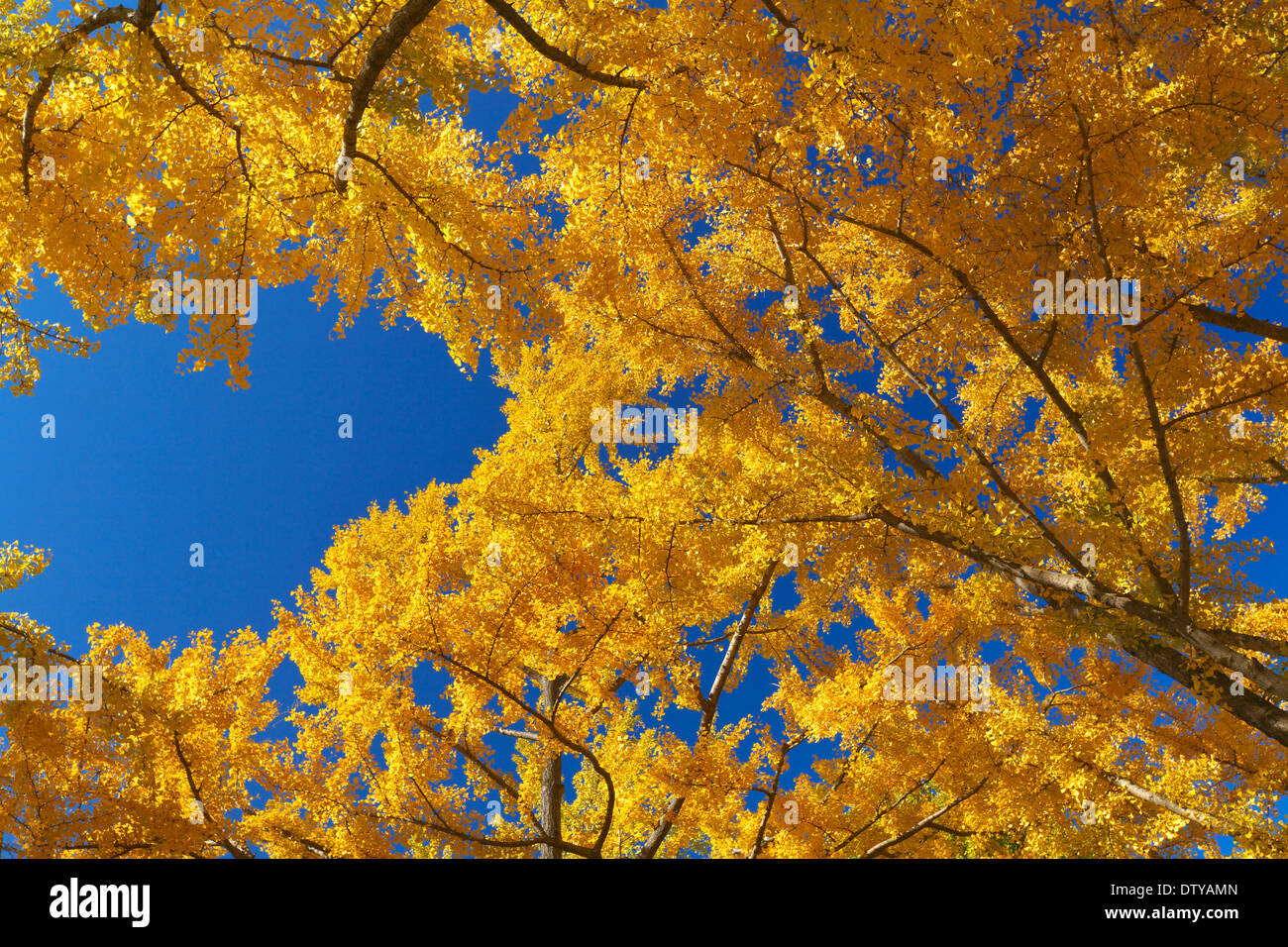 Feuilles de Ginkgo Banque D'Images