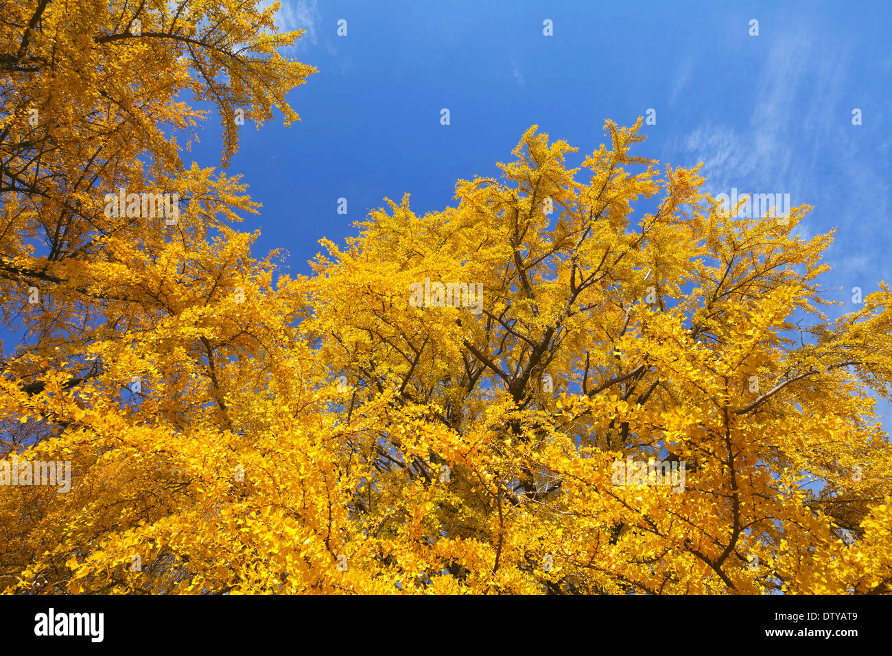 Feuilles de Ginkgo Banque D'Images