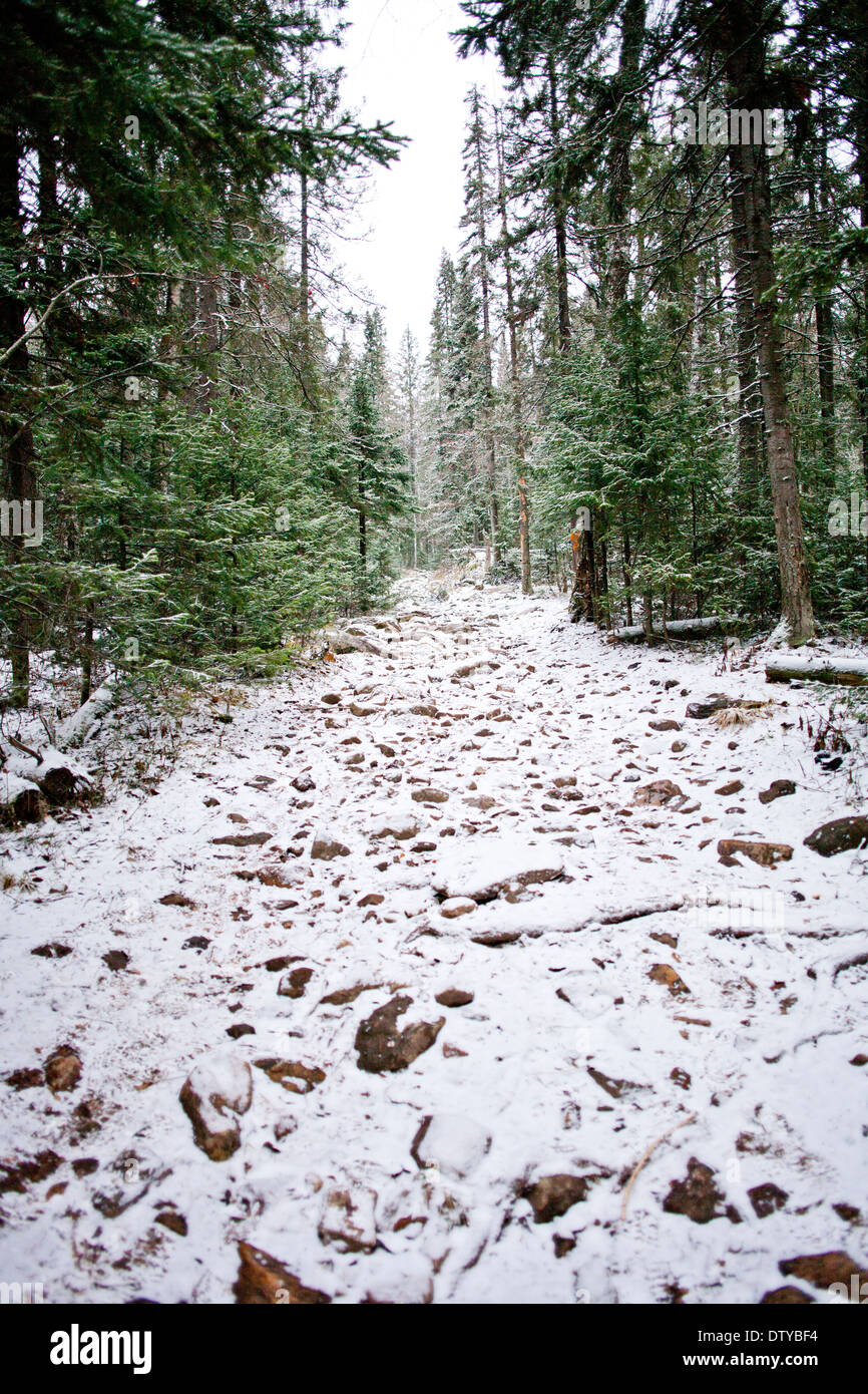 Chemin couvert de neige dans la forêt rurale Banque D'Images