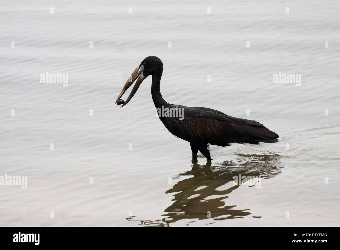 Ouvrez-billed stork Africaine en Ouganda Banque D'Images