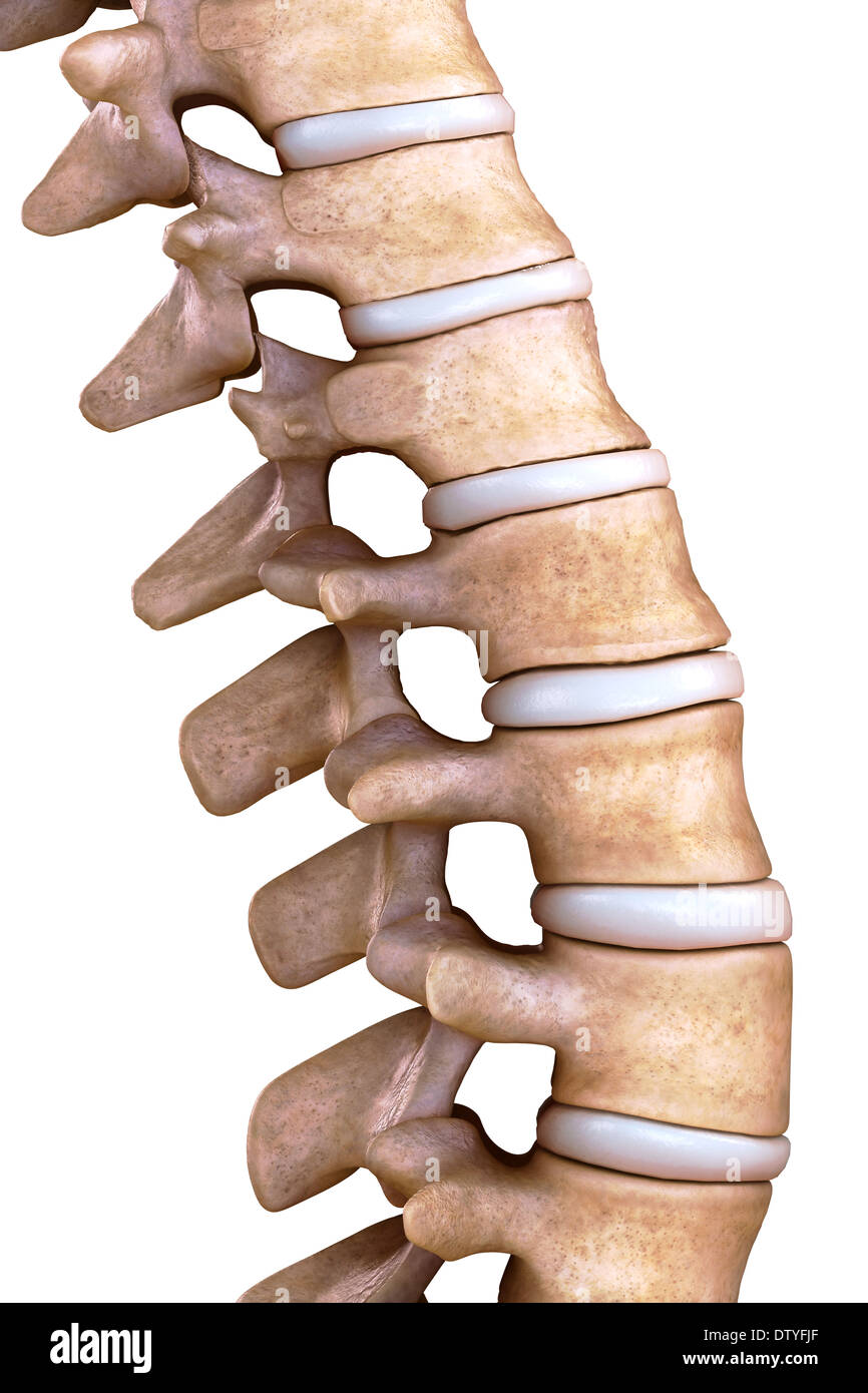 Les os de la colonne vertébrale thoracique Banque D'Images
