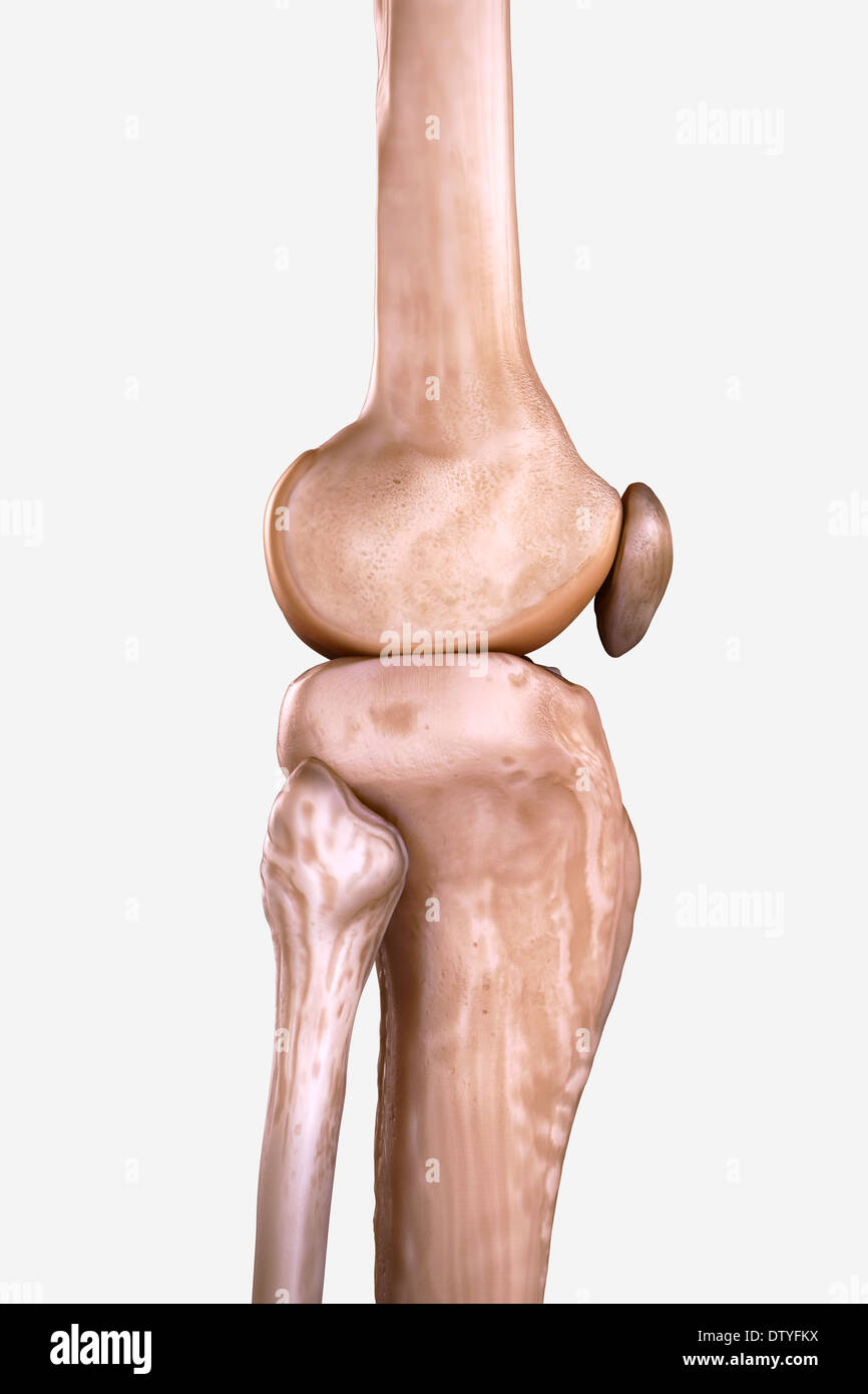 Les os du genou droit Banque D'Images