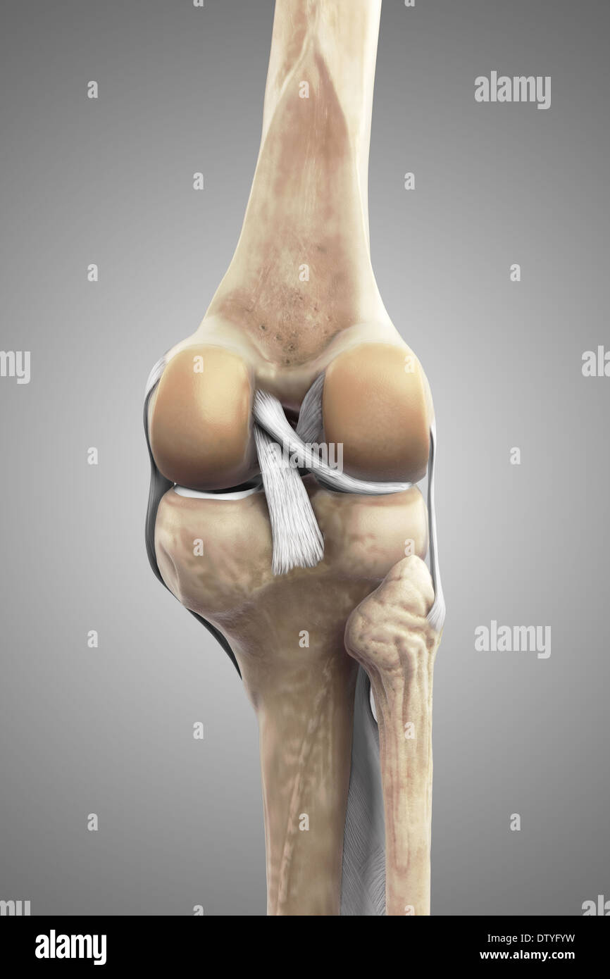 Les ligaments du genou droit Banque D'Images