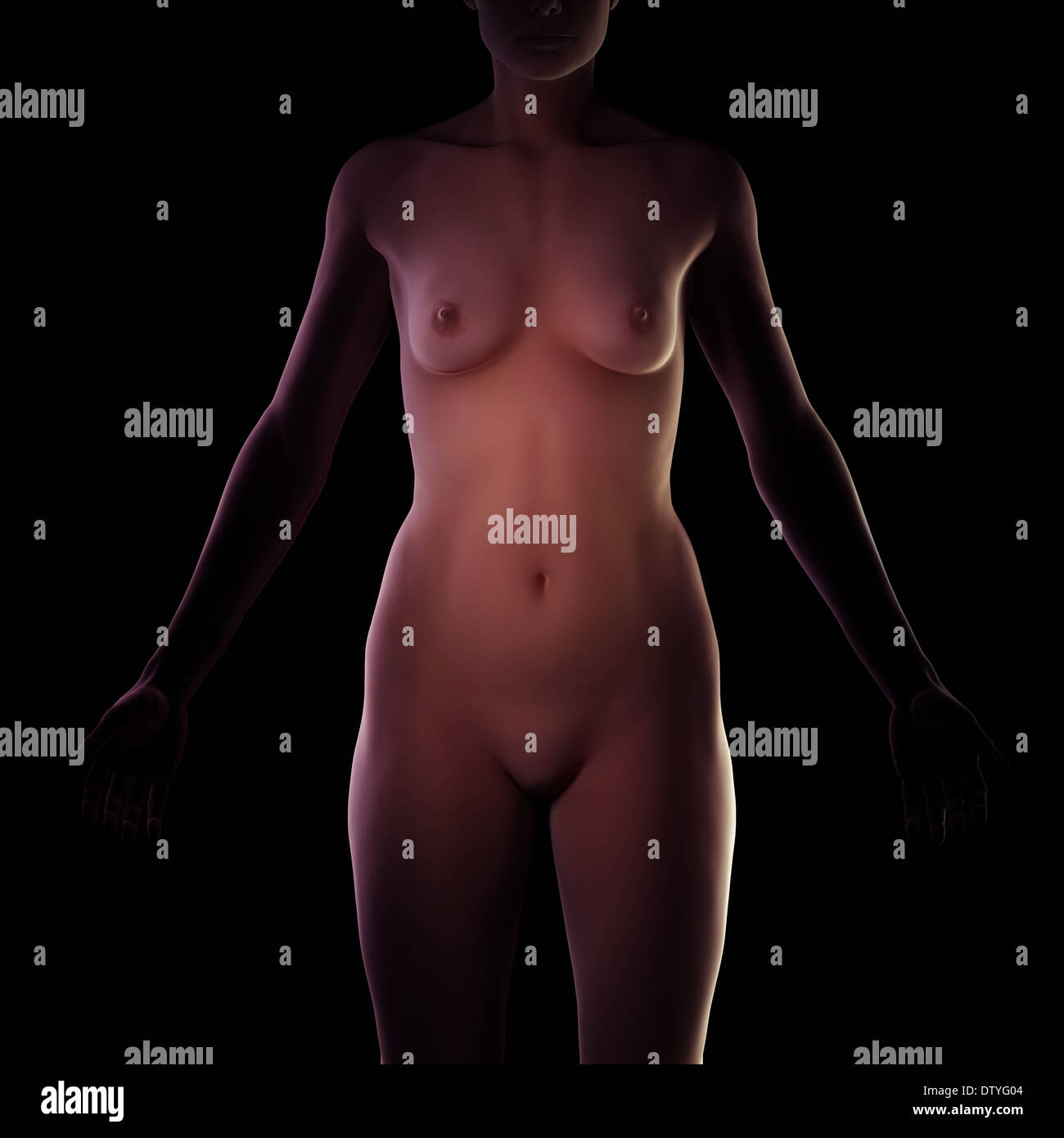 Anatomie féminine Banque D'Images