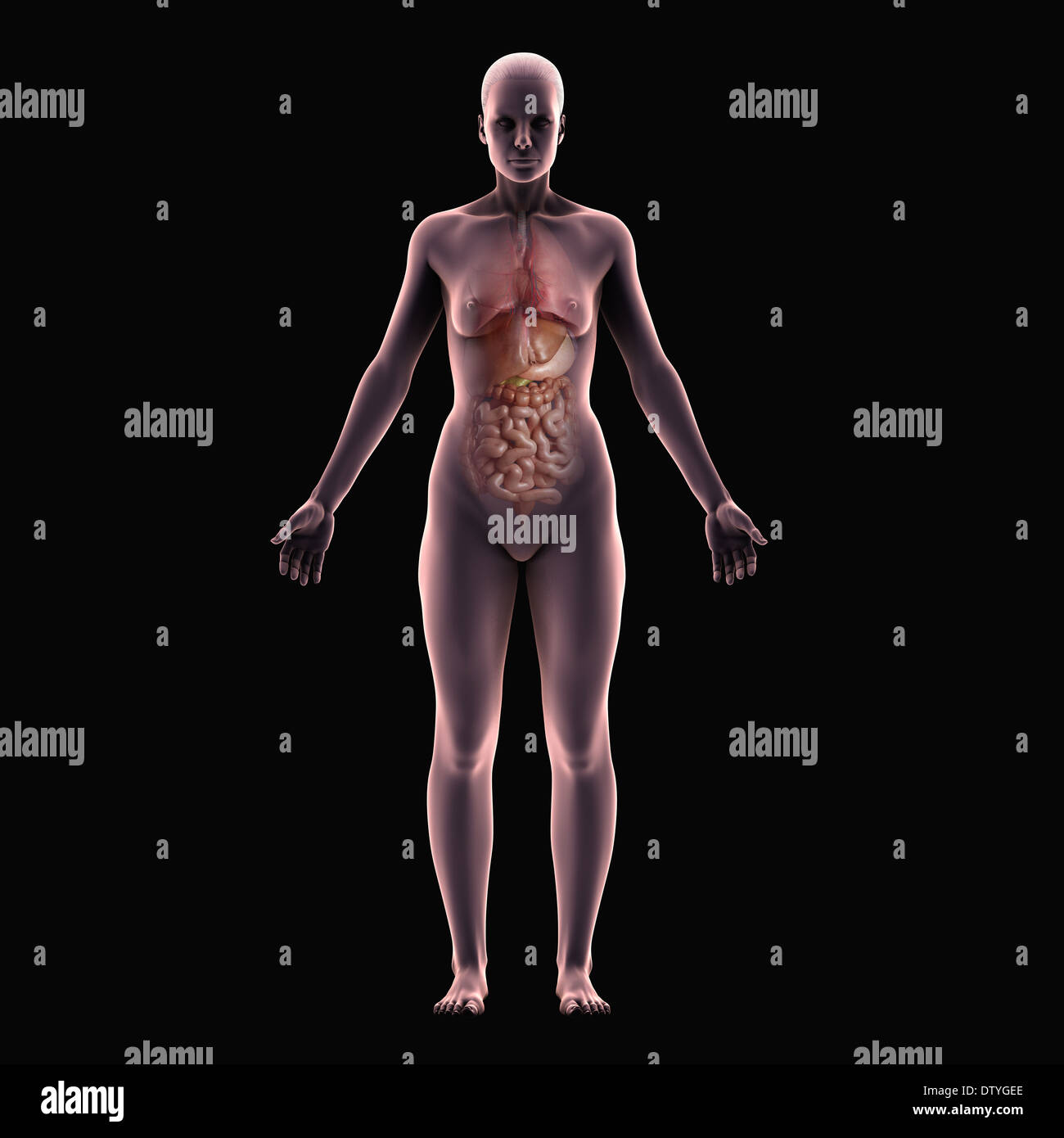 Anatomie féminine Banque D'Images