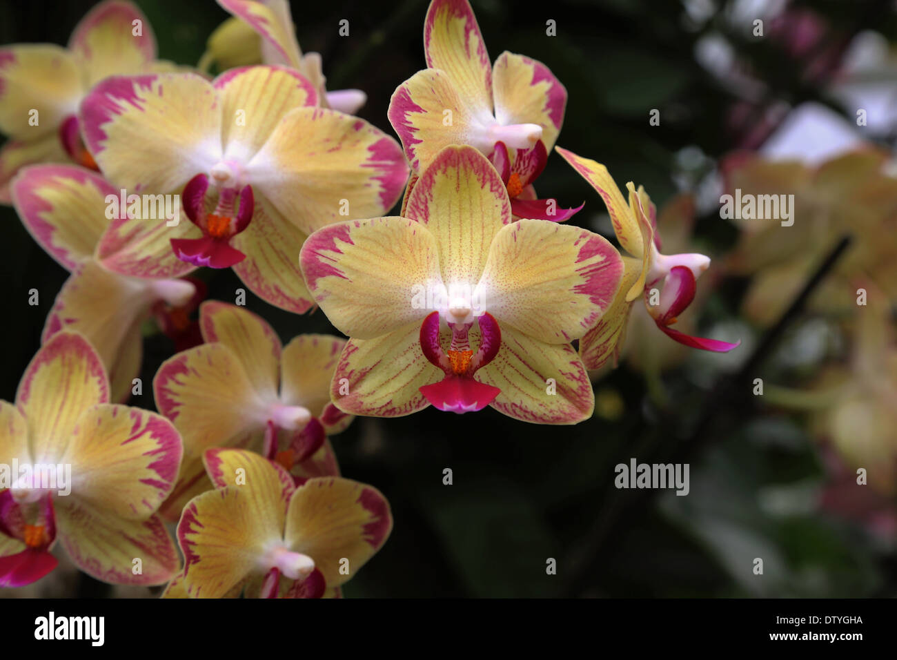 Orchid Show, dans le Princess of Wales conservatory Kew Garden Banque D'Images