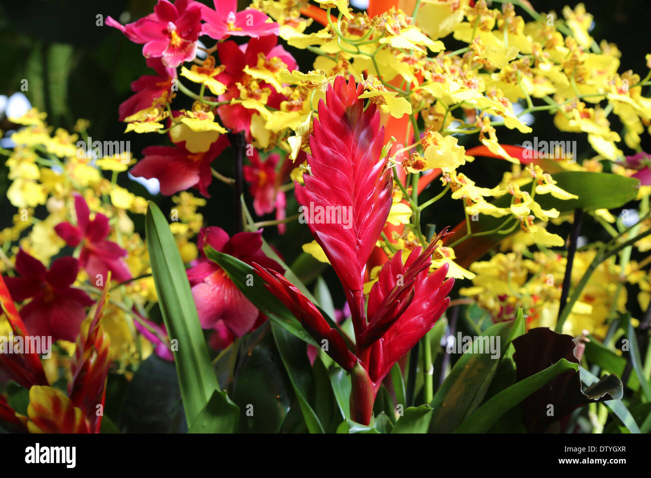 Orchid Show, dans le Princess of Wales conservatory Kew Garden Banque D'Images