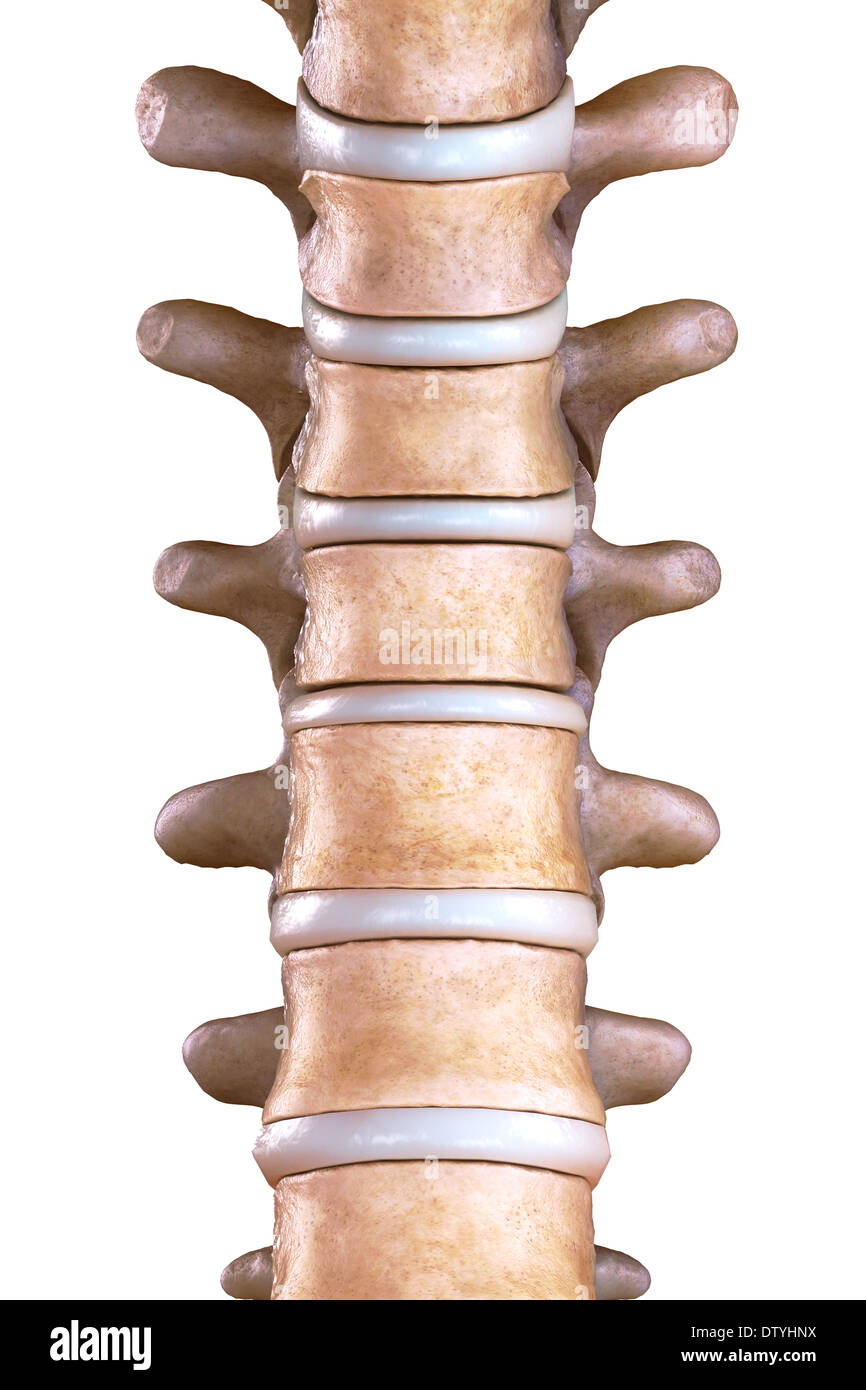 Les os de la colonne vertébrale thoracique Banque D'Images