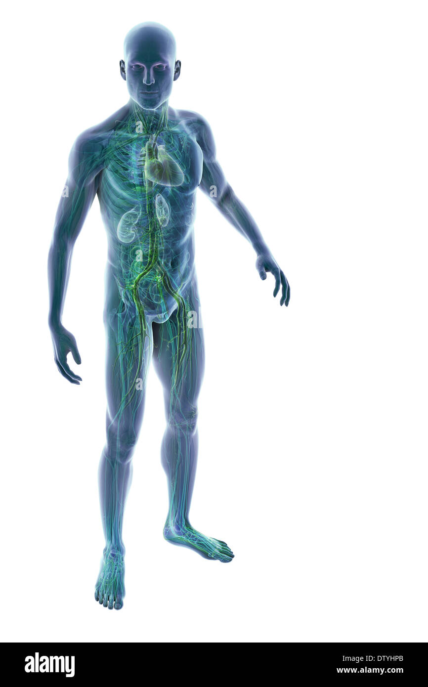Anatomie masculine Banque D'Images