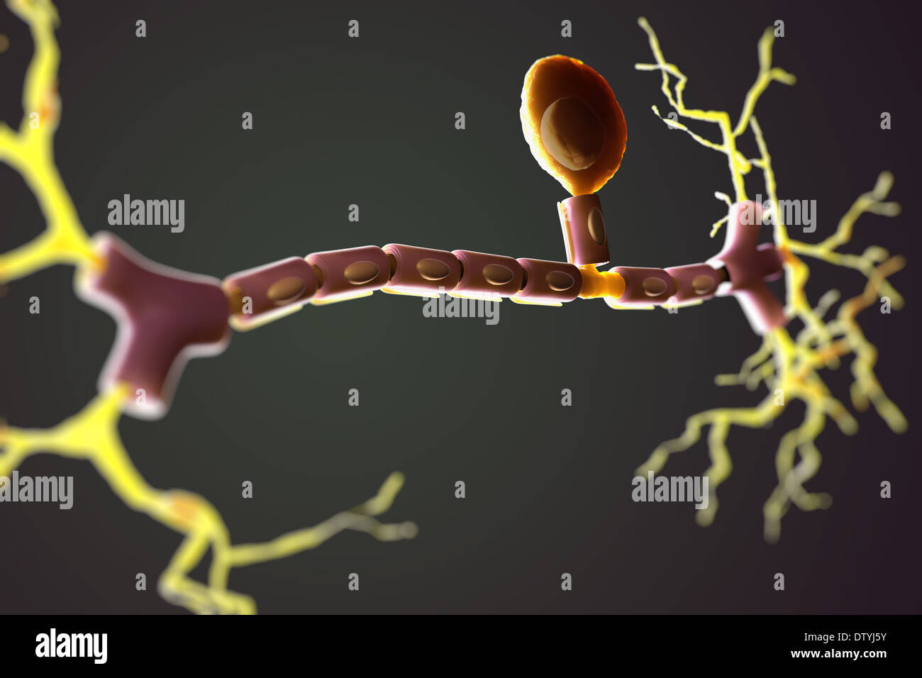 Neurone unipolaire Banque D'Images